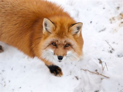 7 Animals Native To Canada That Arent Polar Bears Goodnet