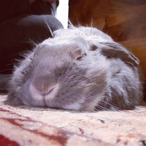 Sleepy Rabbit In 2020 Animals Rabbit Snoozing