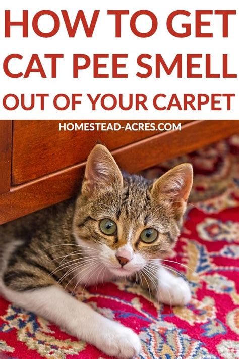 Though we all love our cats and dogs, we certainly don't love the stains they leave when they have an. How To Get Cat Pee Smell Out Of Your Carpet in 2020 | Cat ...