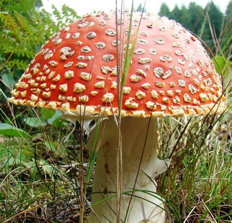 Non Edible Mushrooms Gohikingca