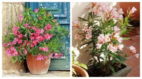 Oleander A Great Plant For Your Garden Gardening Care And Tips My