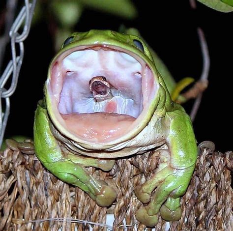 A Frog That Swallowed A Snake Natureismetal Reptiles Amphibians