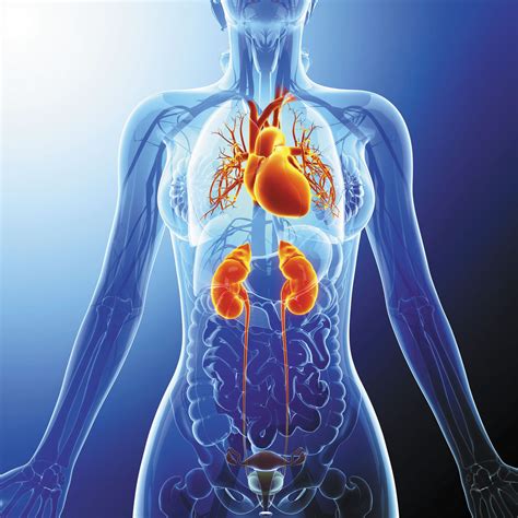 The Kidney Heart Connection Harvard Health