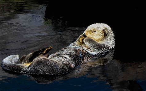 11 Sea Otter Facts For Kids Too Adorable To Miss