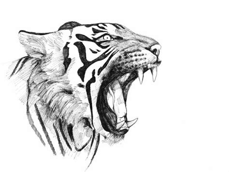 Drawings A Pencil Face Tiger Roaring Showing Teeth Sharp Disegni A