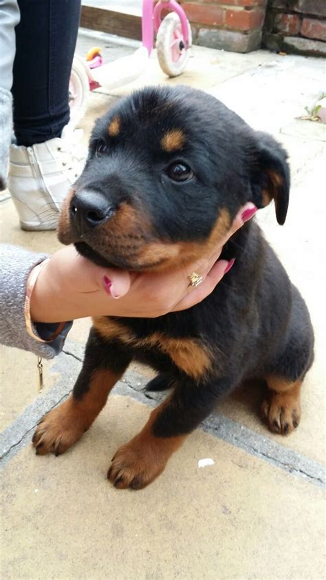 It's important that puppies are given their vaccinations on a strict schedule. german rottweiler puppies pedigree 8 weeks old | London ...