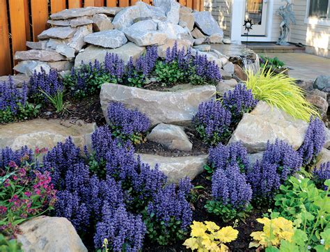 I prefer evergreen groundcover so that when the flowers die off, there's a. Ajuga Blueberry Muffin | Evergreen Ground Cover
