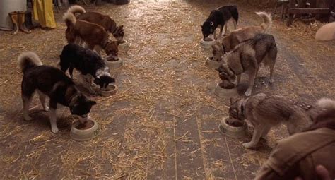 Снежные псы Snow Dogs фильм 2002 кадры трейлеры смотреть онлайн