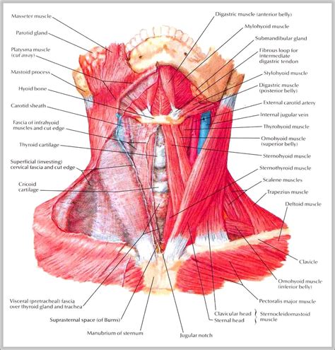 Neck Muscle Diagram Axial Muscles Of The Head Neck And Back Anatomy
