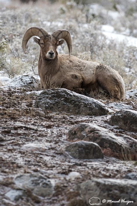 Marcel Huijser Photography Rocky Mountain Wildlife Bighorn Sheep Ram