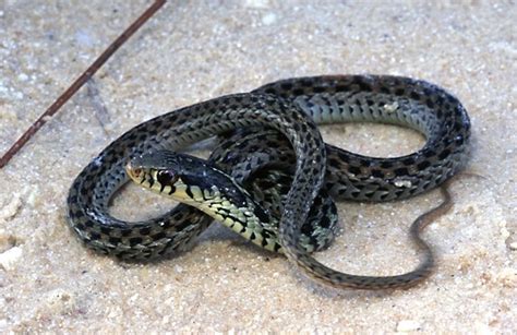 7 Images Florida Garden Snakes Poisonous And View Alqu Blog
