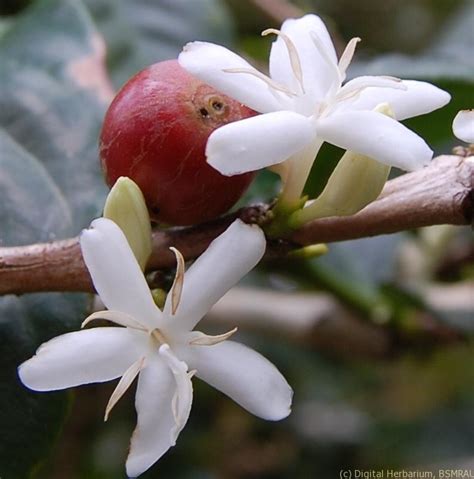 Coffee Digital Herbarium Of Crop Plants