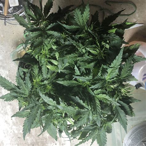 Should I Defoliate My Auto Grow Question By Crybabypete Growdiaries