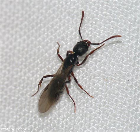 Fruit Fly Trap Vinegar Sugar Bugs That Look Like Ants