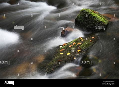 Moss Covered Stones Autumn Foliage And Flowing Water On The Eyach