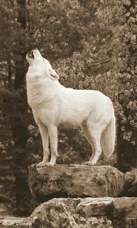 White Wolf Howling Wolf Howling White Wolf Wolf Photography