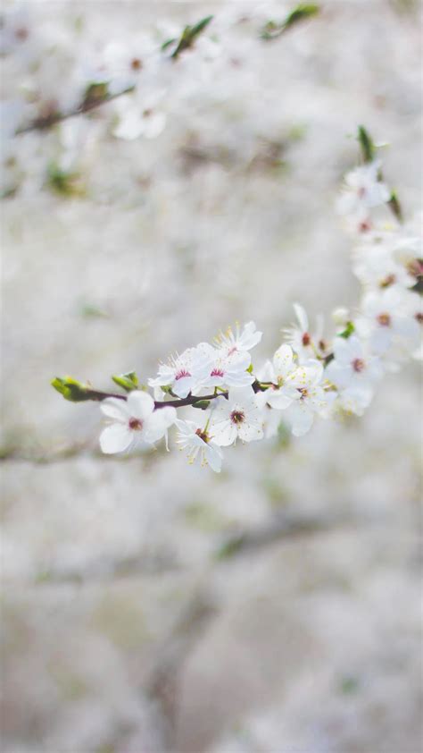 Spring Flower Cherry Blossom Bokeh Iphone 7 Wallpaper