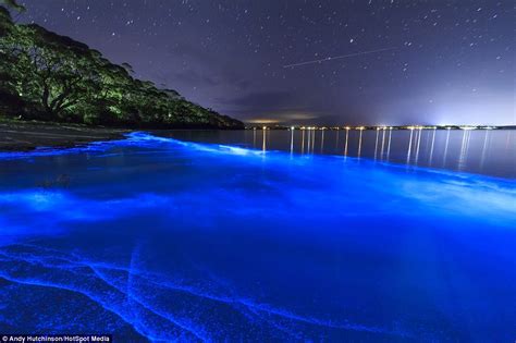 Images Of Neon Blue Fluorescent Algae Which Lights Up East Coast Of