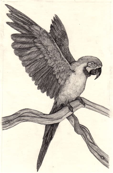 Parrot Pencil Drawing At Getdrawings Free Download