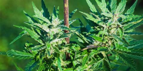 wie viel cbd wird meine pflanze enthalten marihuana growing hanf