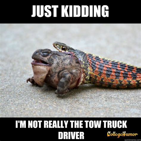 31 Most Funny Snake Meme Pictures And Images