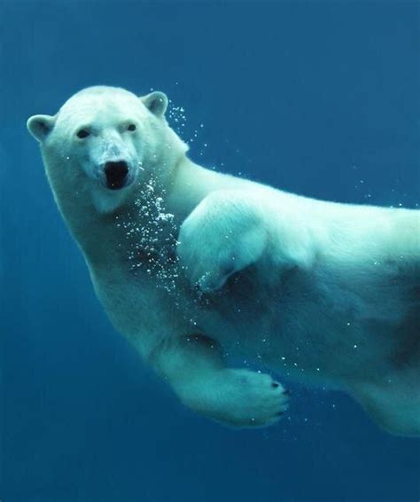 49 Polar Bear Swimming Underwater Png Polar Bear Pictures