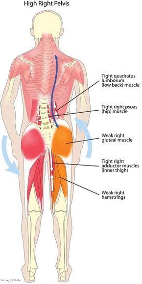 In physical therapy, a therapist will determine if you need to stretch the lower back muscles and other muscles such as the piriformis or hamstrings. Pin on posture