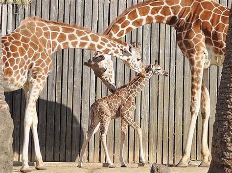 Baby Giraffe Hits The Ground Walking Sfbay
