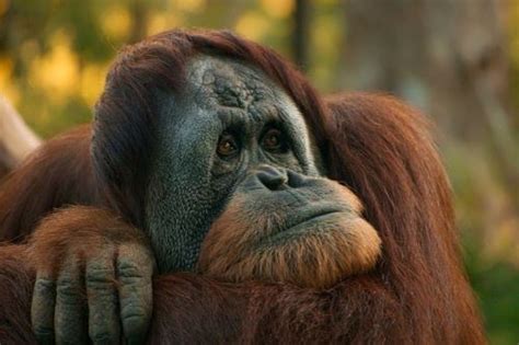 Orangutan 7 Wander Lord