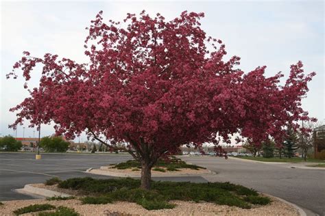 Robinson Crabapple Tree Facts