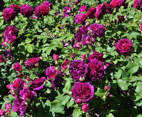 Gardenzeus Recommendations For Shrub Rose Varieties In California Zone 13