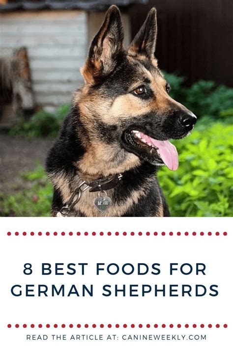 Includes detailed review and star rating for each brand. Best Dog Food for German Shepherds of 2019 (Updated ...