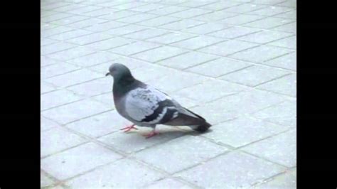 Pigeons Walking Slow Motion Animation Reference Youtube