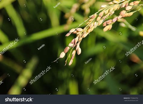 Taiwan Agriculture Rice Stock Photo 772844752 Shutterstock