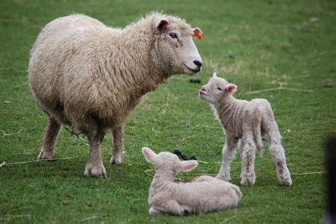 New Zealand Sheep And Baby Lambs