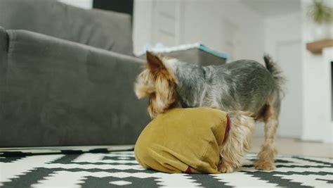 Dog Sex Stock Footage Video Shutterstock