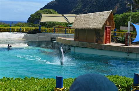 Sea Life Park Hawaii The Life Of The Party