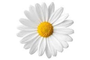 10 Facts About Daisies Fact File