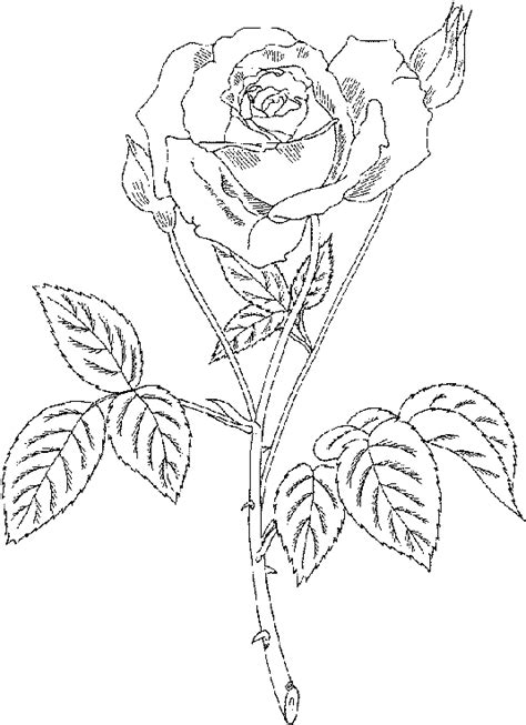 roses flower coloring pages