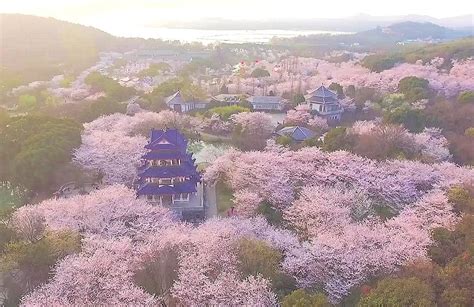 Stunning View Of Cherry Blossoms In E China S Wuxi Draws Crowds Of