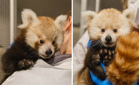 Help Name The New Red Pandas Babies At John Ball Zoo