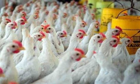 Namun tingginya harga jual ayam broiler saat ini tidak mempengaruhi tingkat permintaan pasar secara luas. Daftar Harga Pakan Ayam Berkualitas Hari Ini 2018 Per Karung - Kabar Cepot