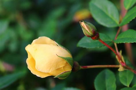Premium Photo Yellow Rosebud