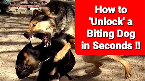 Stop A Dog Fight Instantly Unlock A Biting Dog In Seconds Youtube