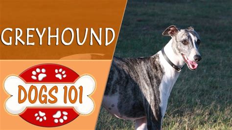 Dogs 101 Greyhound Top Dog Facts About The Greyhound Youtube