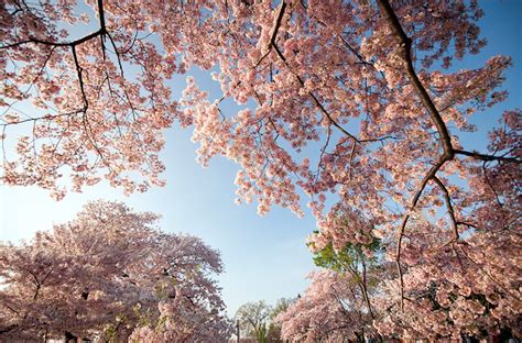 Beautiful Pictures Cherry Blossom Trees Beautiful Cherry Blossoms In