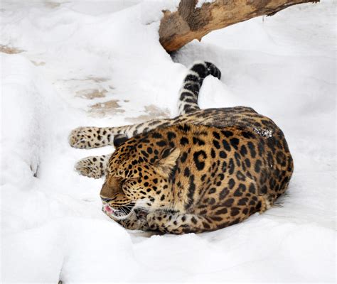 Amazing Facts About The Amur Leopard Discover Russia