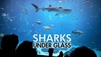 Sharks Under Glass - Streama online eller via vår app - Comhem Play