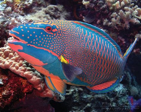 Log In Or Sign Up To View Beautiful Sea Creatures Colorful Fish