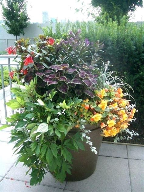 List Of Plants For Patios In The Shade With New Ideas Home Decorating